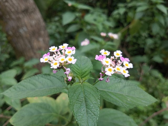 IMG_20250723_173631_974.jpg