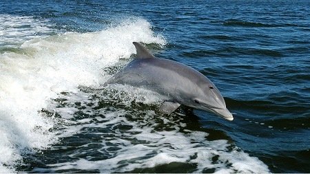 dolphin-1167996_1280.jpg