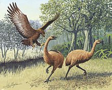 Giant_Haasts_eagle_attacking_New_Zealand_moa.jpg