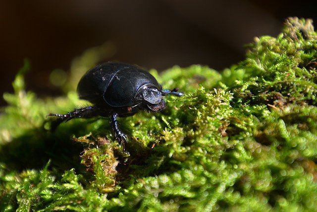 forest-beetle-7490738_1280.jpg