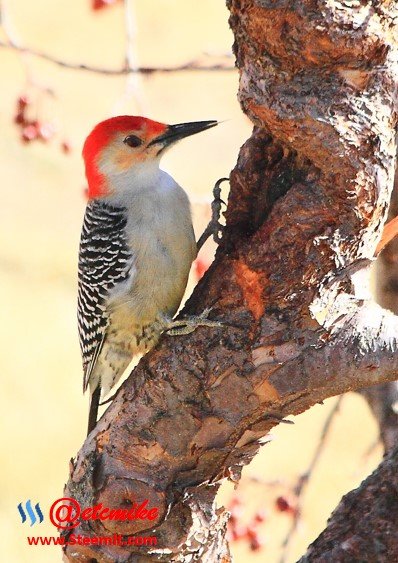 Red-Bellied Woodpecker PFW25.jpg