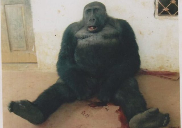Gorilla-killed-in-Pinyin-770x540.jpg