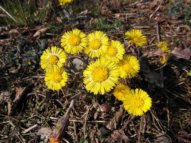 coltsfoot-283863_640.jpg