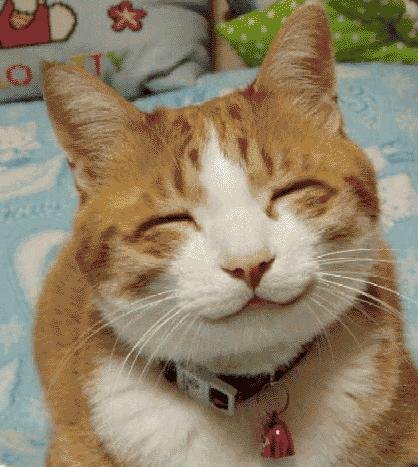 smiling-cat-in-public-domain.jpg