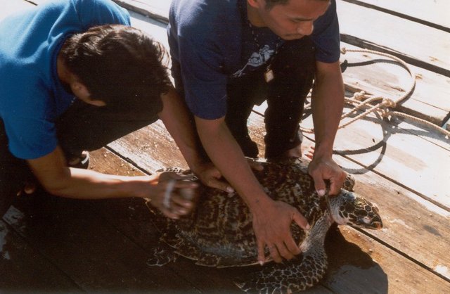 Schildköte bei der Fischfarm.jpg