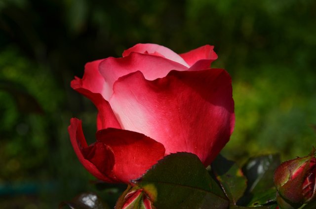 rose-386396_1280.jpg