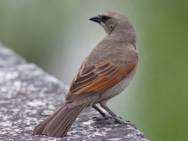 Cowbird,_Bay-winged_dFaulder.jpg