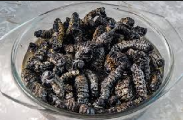 Mopane Worms Zimbabwe.png