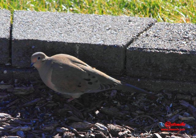 Mourning Dove IMG_0153.JPG