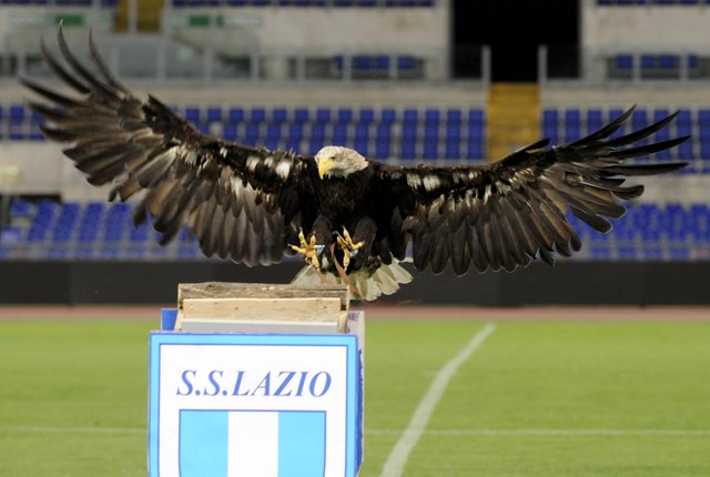 aquilalazio1.JPG