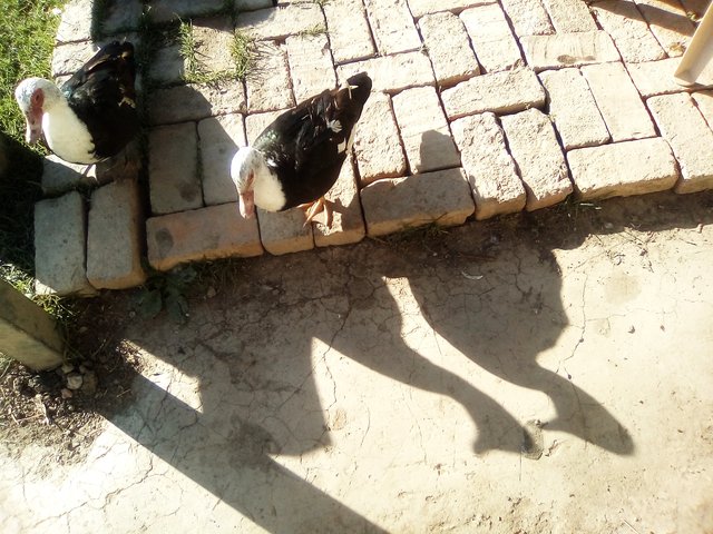 sombras de patos 016.jpg