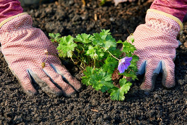 gardening-reduces-stress-planting.jpg