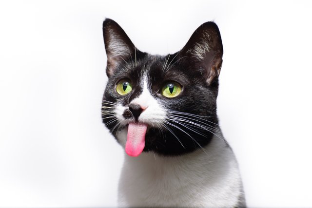 selective-focus-of-a-black-and-white-adorable-cat-with-its-tongue-out.jpg