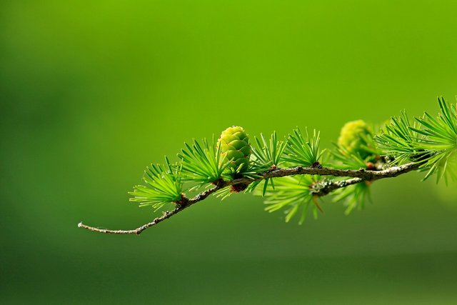 larch-163340_1280.jpg