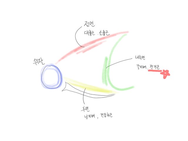 어깨구조.jpg