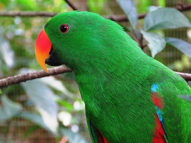 parrot-2459288_640.jpg