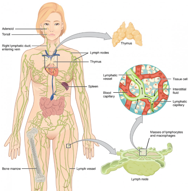 Lymphatic system anatomy body মানব তরল প্রবাহ শিক্ষা-.png