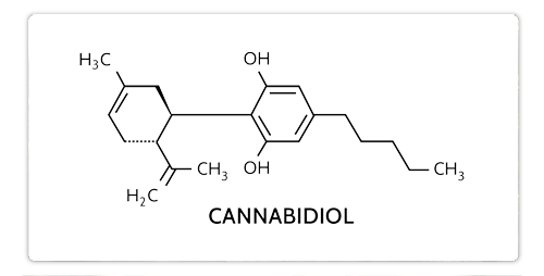 who-studies-CBD.png