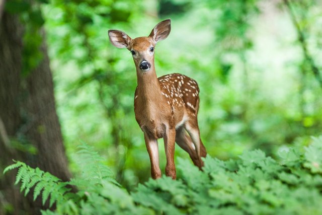 wildlife deer