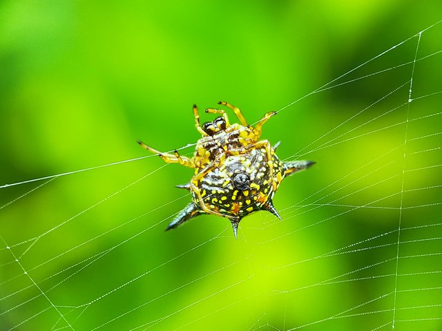Horned Spider (26).jpg