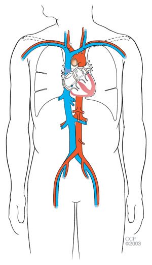 heart-blood-vessels-heart_bloodvessels.jpg