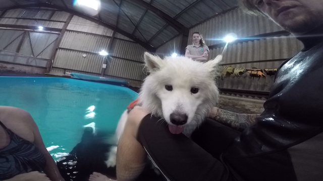 can samoyed swim