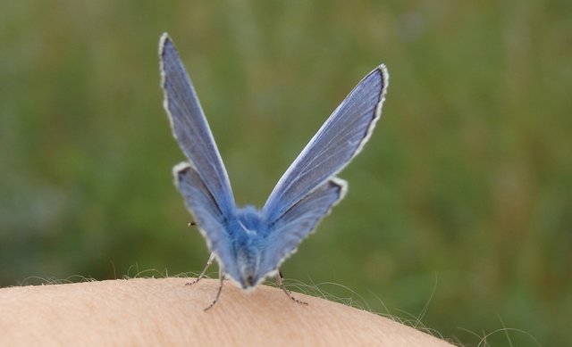 Бабочка на руке5.jpg