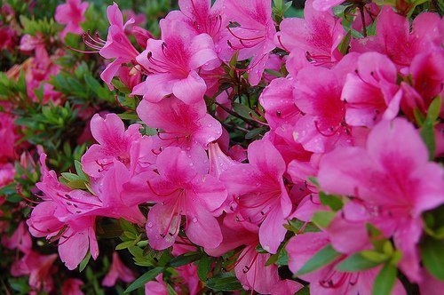 tanaman-azalea.jpg