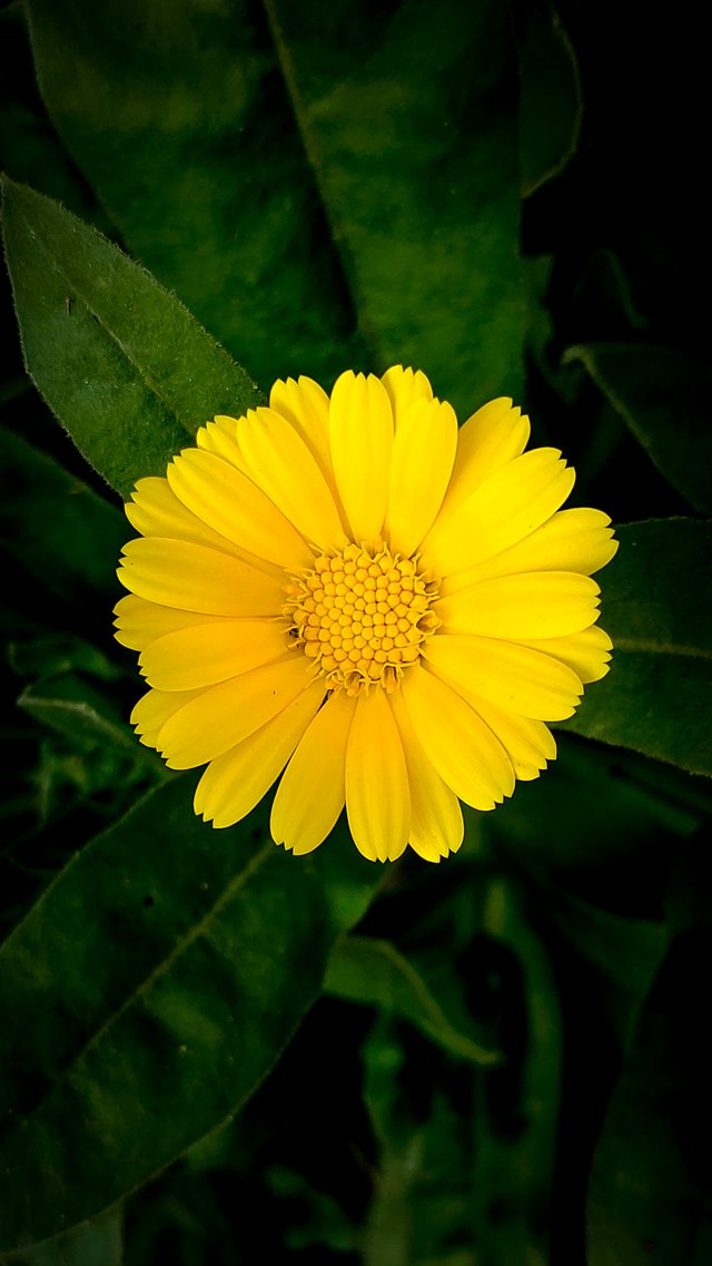 Gerbera Daisy.JPG