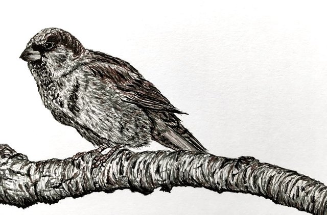 sparrow-pen-drawing.jpg