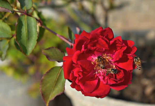 red-rose-3016586_960_720.jpg