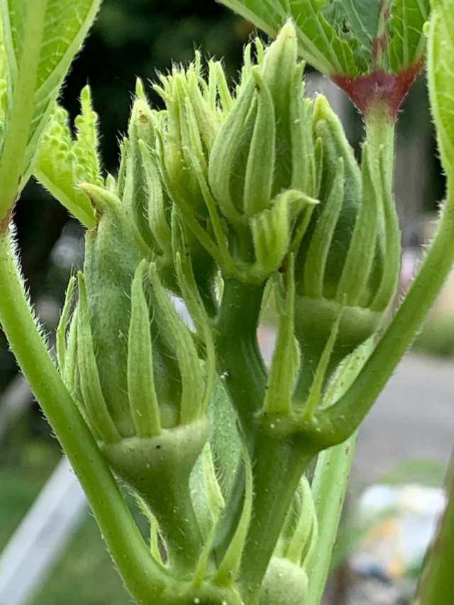 vegetable5.jpg