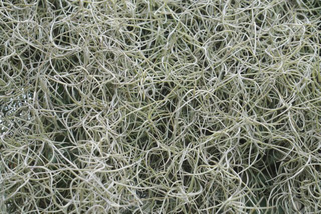 www.lucky13clover.com-spanish-moss.jpg