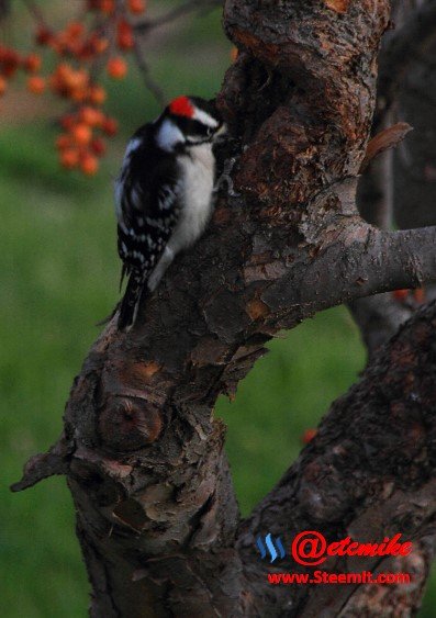 Downy Woodpecker PFW0023dwny.JPG