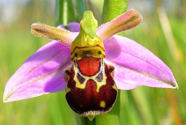 ORQUIDEA ABEJA — Steemit