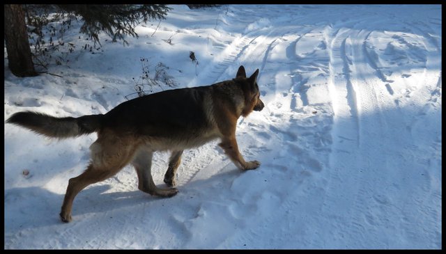 Bruno striding out in snow.JPG