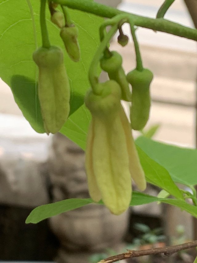 my little garden2.jpg