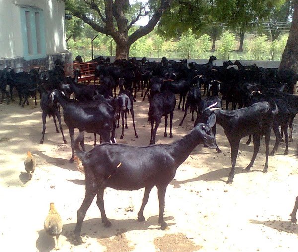 Commercial Goat Farming.jpg