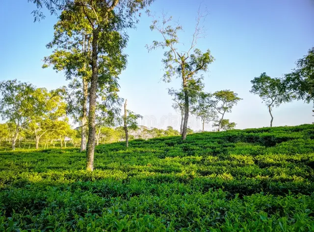 tea-plantations-sreemangal-garden-bangladesh-beautiful-landscape-beauty-262252860.webp