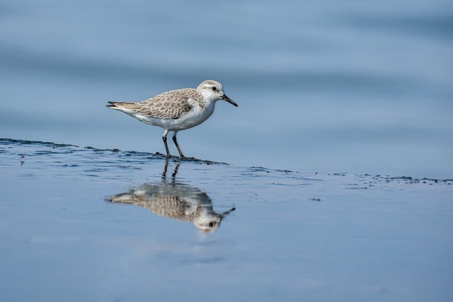 sanderling-8023532_1280.jpg