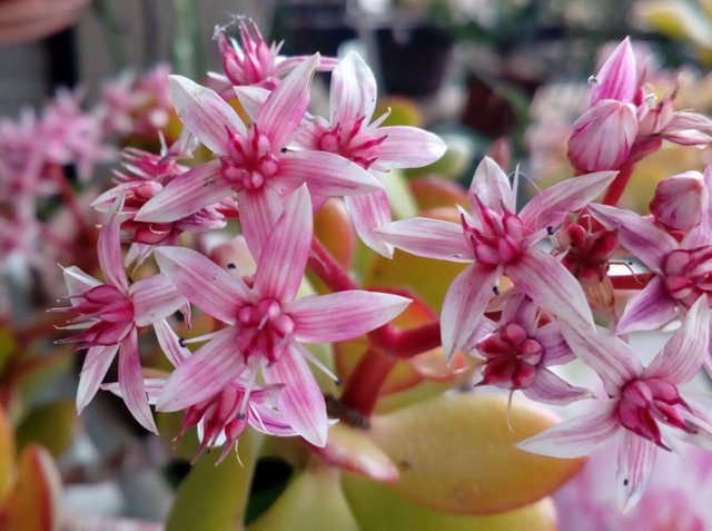 Crassula ovata pink flowers-25.jpg