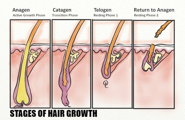 LAYERS OF HAIR SHAFT. — Steemit LAYERS OF HAIR SHAFT. — Steemit