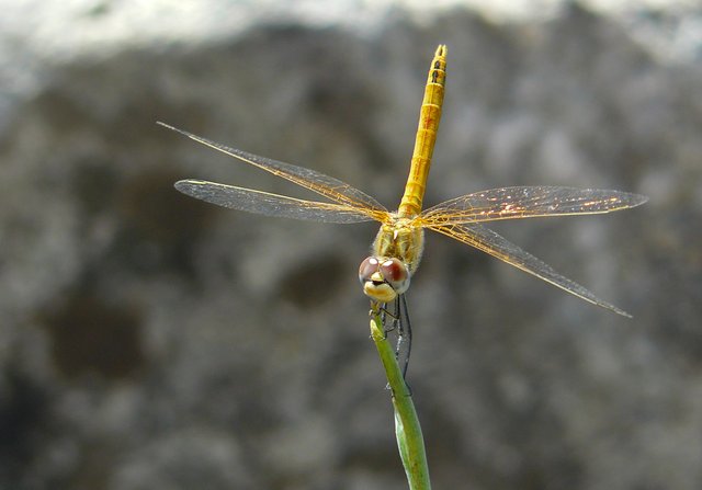 dragonfly stick 2.jpg