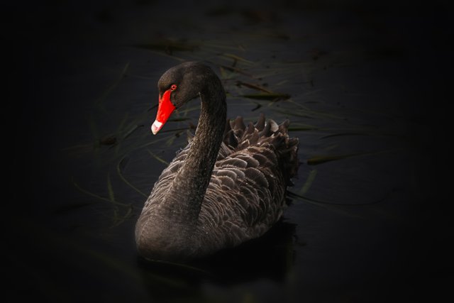 black-swan-122983.jpg
