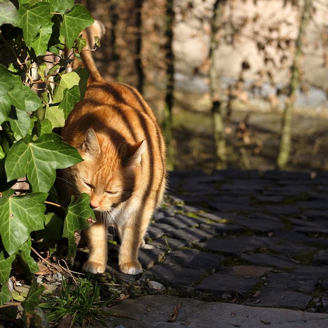 mini-tiger_16469951893_o (FILEminimizer).jpg