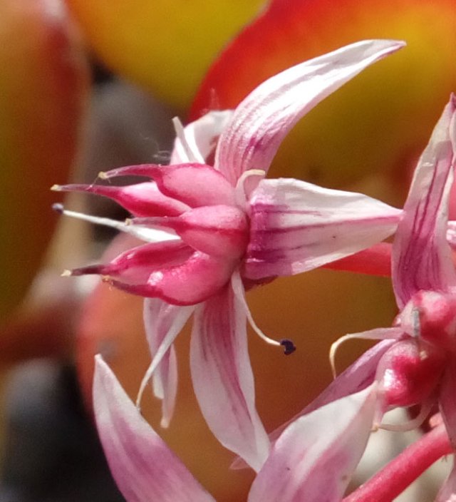 Crassula ovata pink flowers-103.jpg