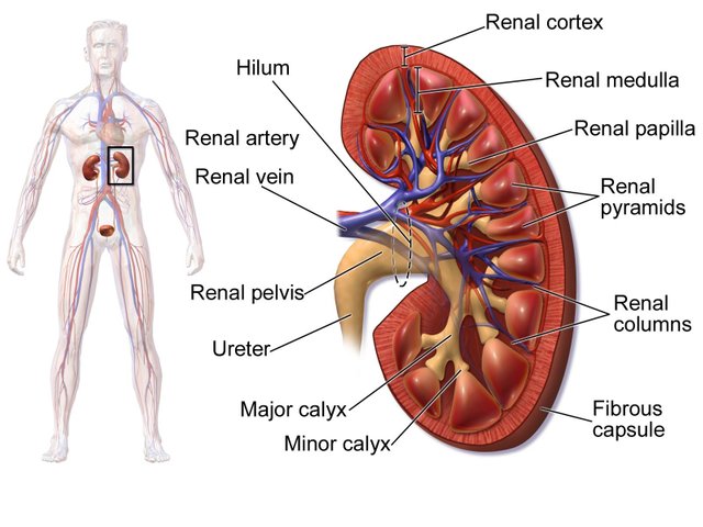 body-parts-heart-kidni-all-human-kidney-all-parts-pic-set-human-anatomy-parts-liver-heart.jpg
