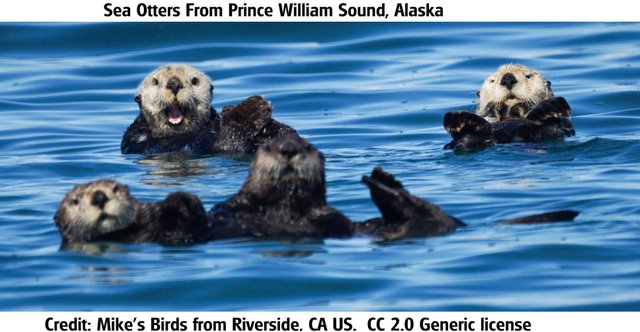 Sea Otters2 Mike's Birds from Riverside, CA, US 2.0.jpg