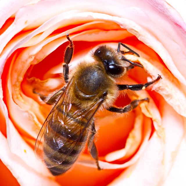 пчела и роза.jpg