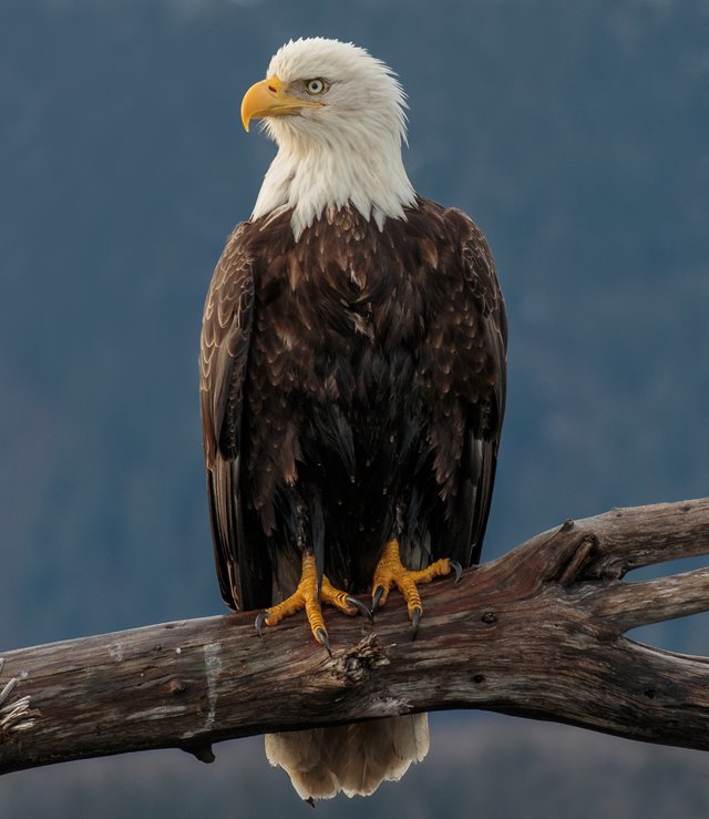 Bald_Eagle_(Haliaeetus_leucocephalus)_Kachemak_Bay,_Alaska.jpg